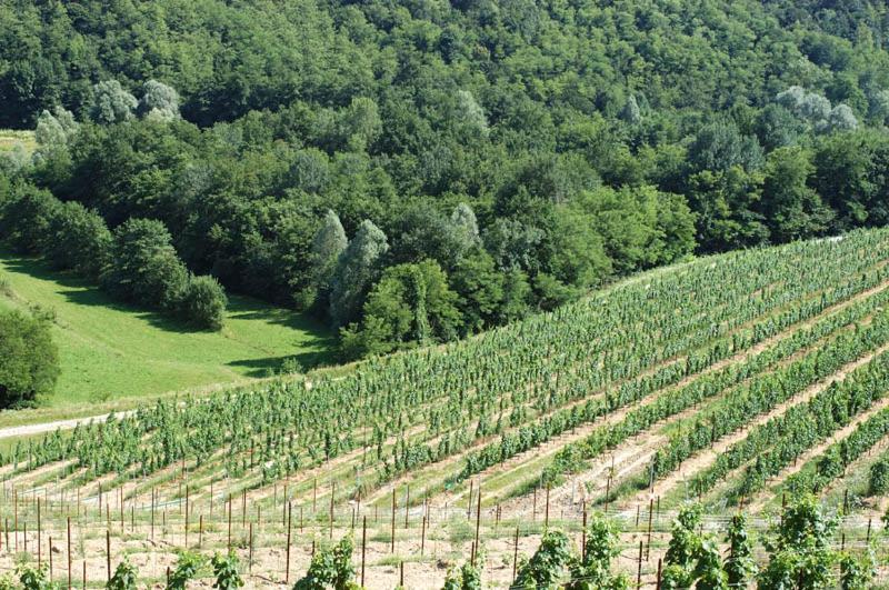 Tenuta Valdomini