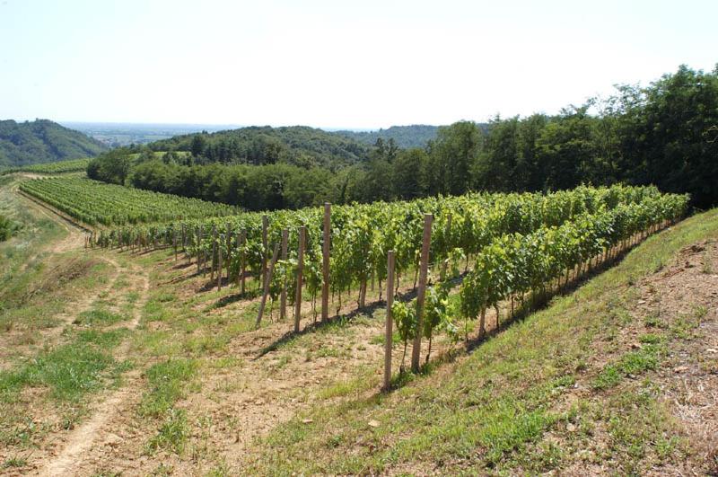 Tenuta Valdomini