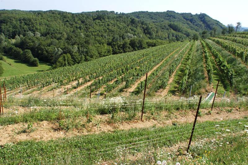 Tenuta Valdomini