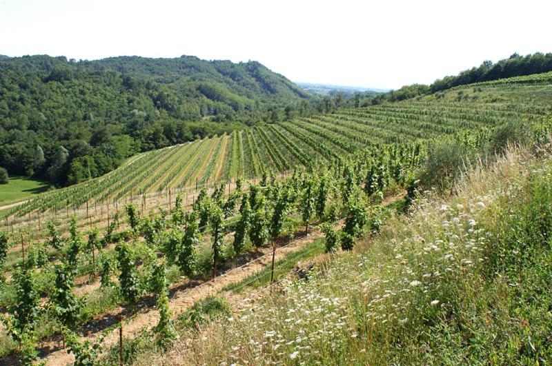 Tenuta Valdomini
