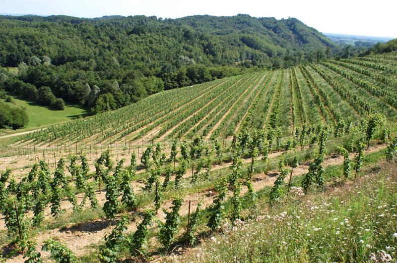 Tenuta Valdomini