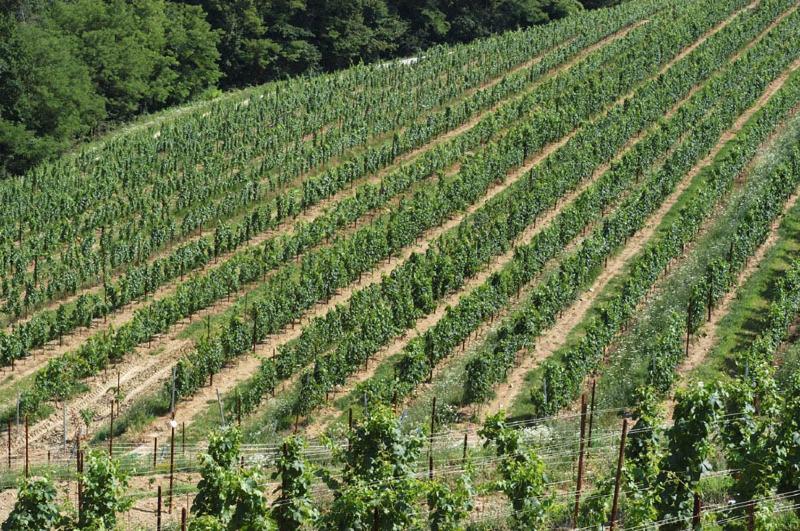 Tenuta Valdomini