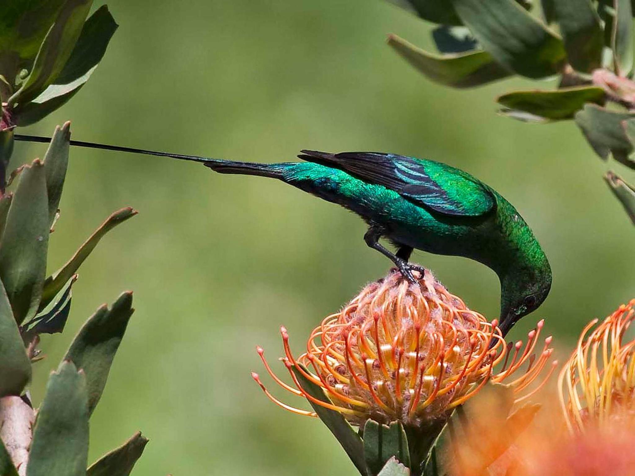 Avian Leisure