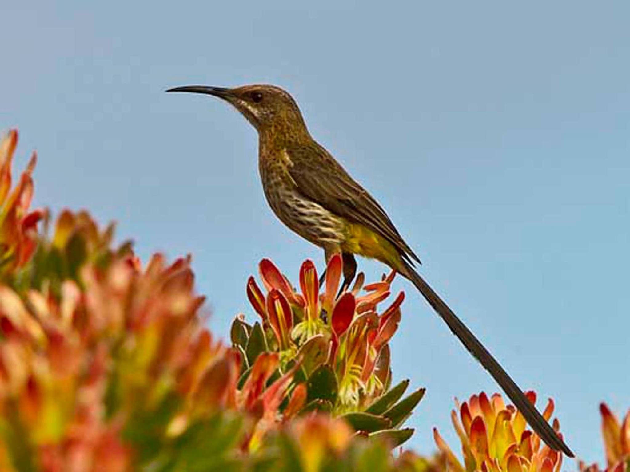 Avian Leisure