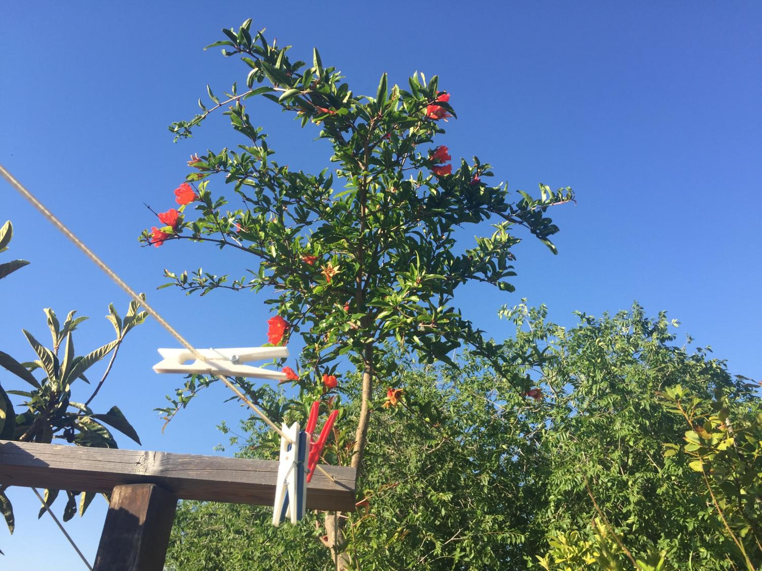San Saba Rooftop Garden