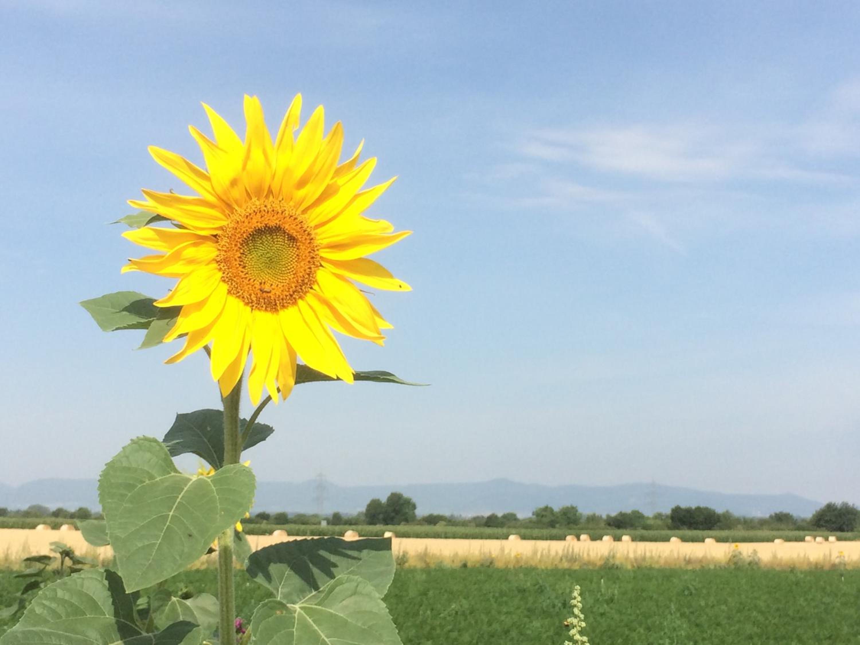 Alte Heimat