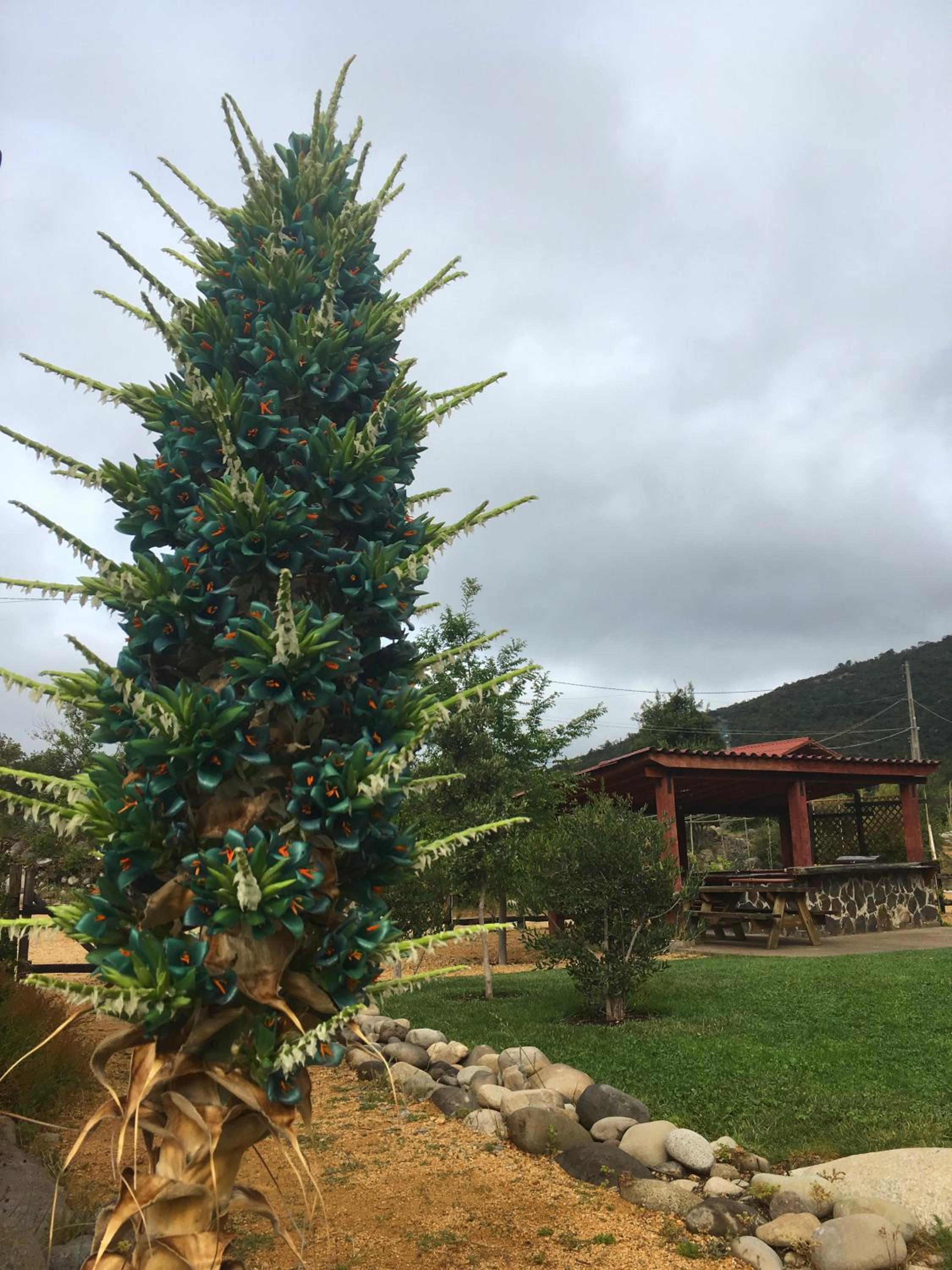 Los Quenes River Lodge