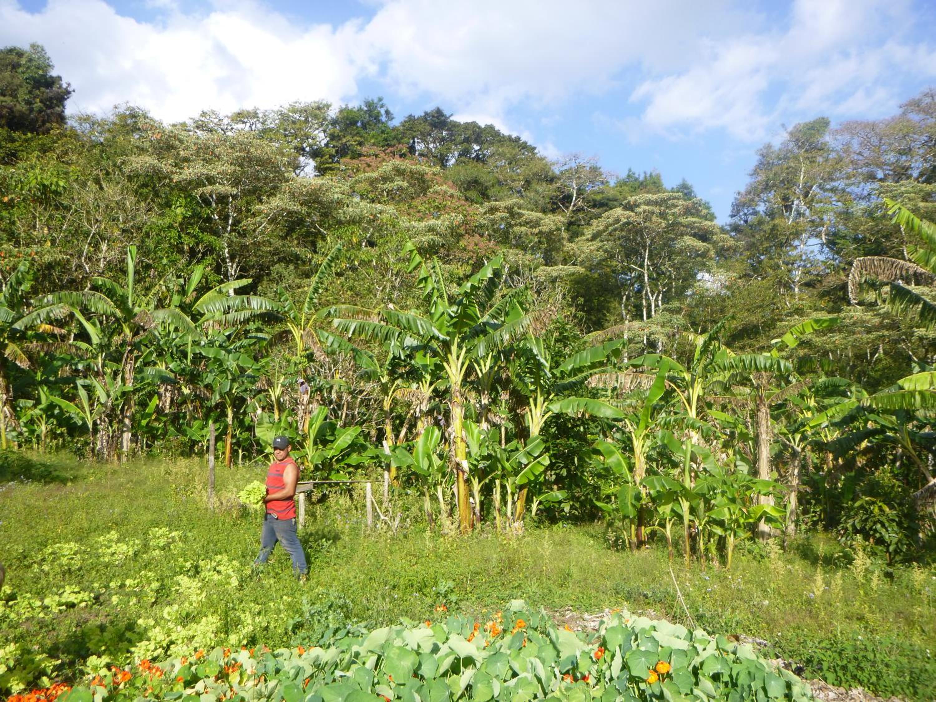 Finca Lindos Ojos view 4