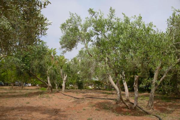 Myrtiana Villa