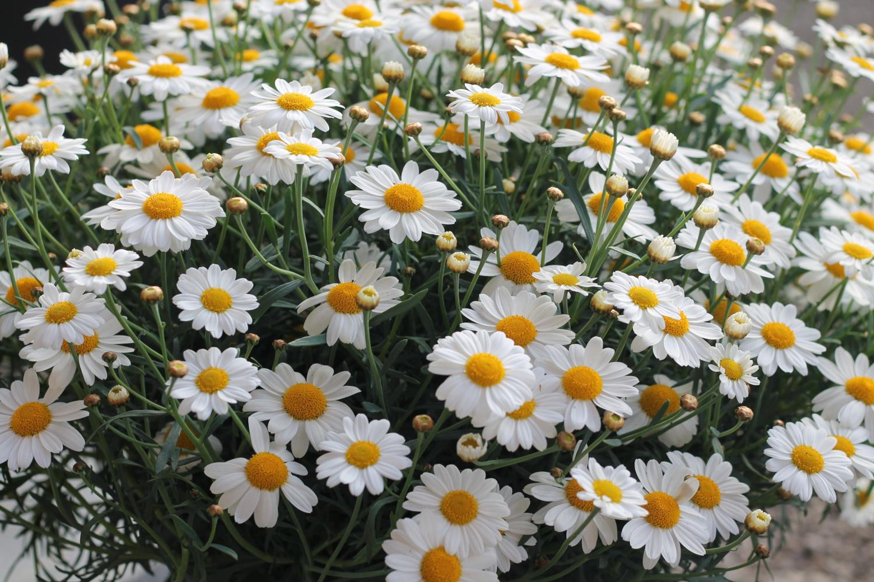 De Perenboom