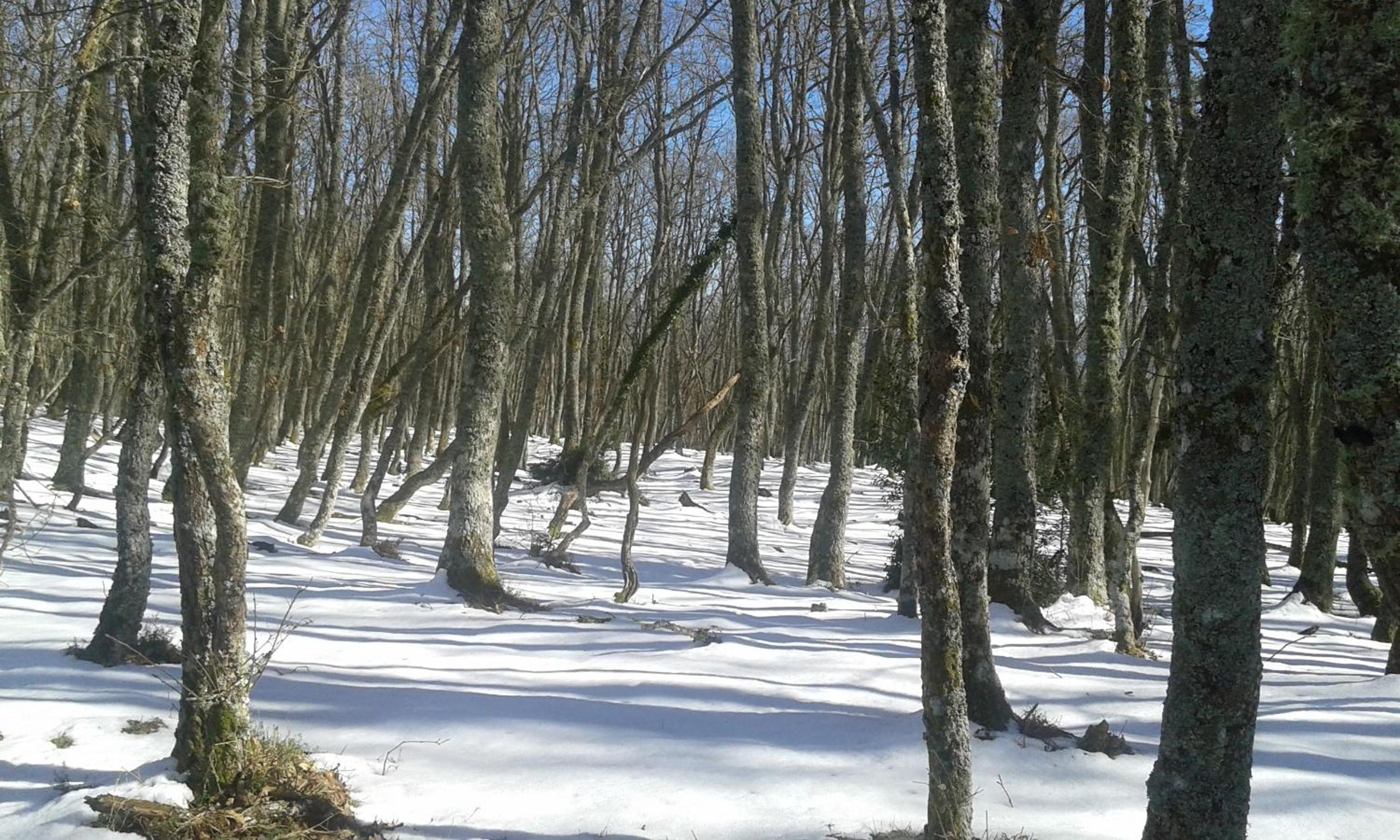 Mimenza