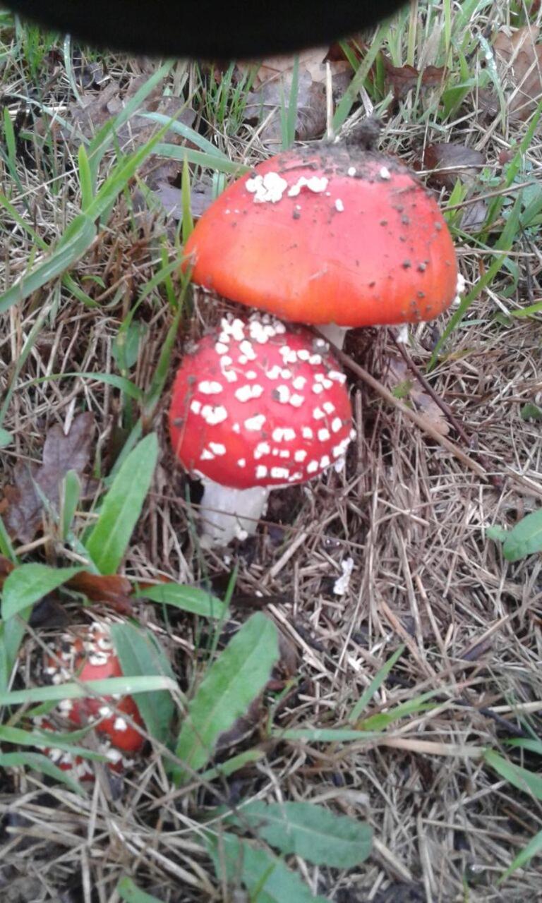 Mimenza