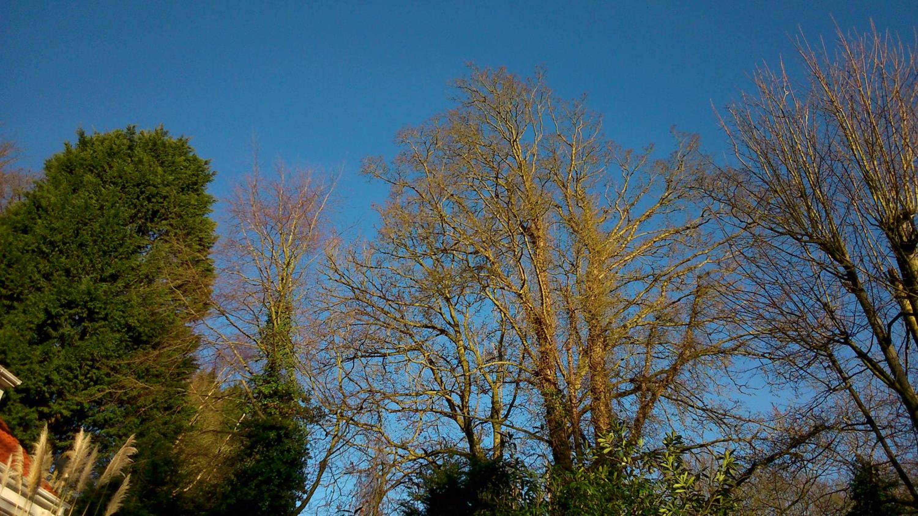 Thornybank view 2