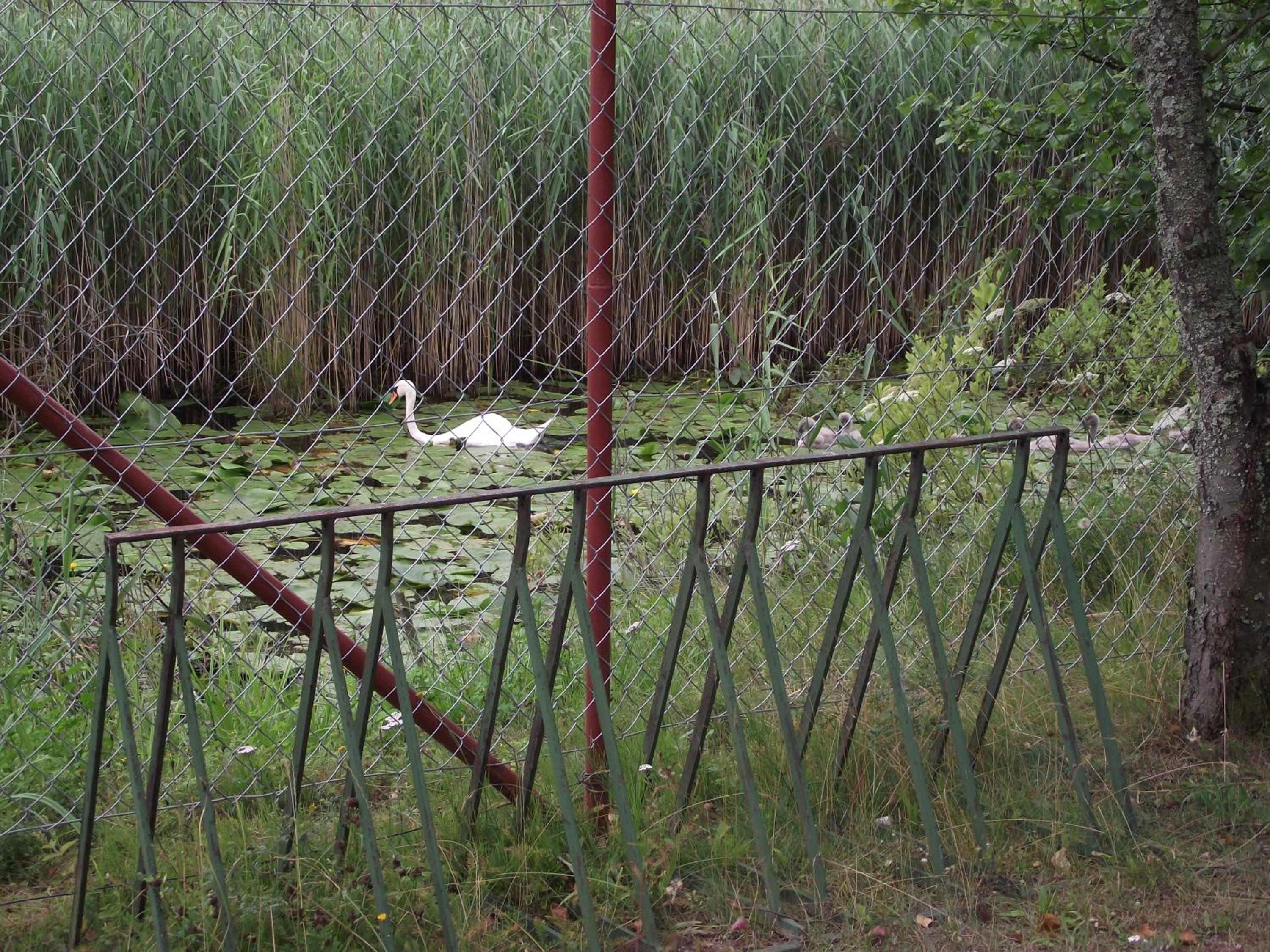 Photo 54