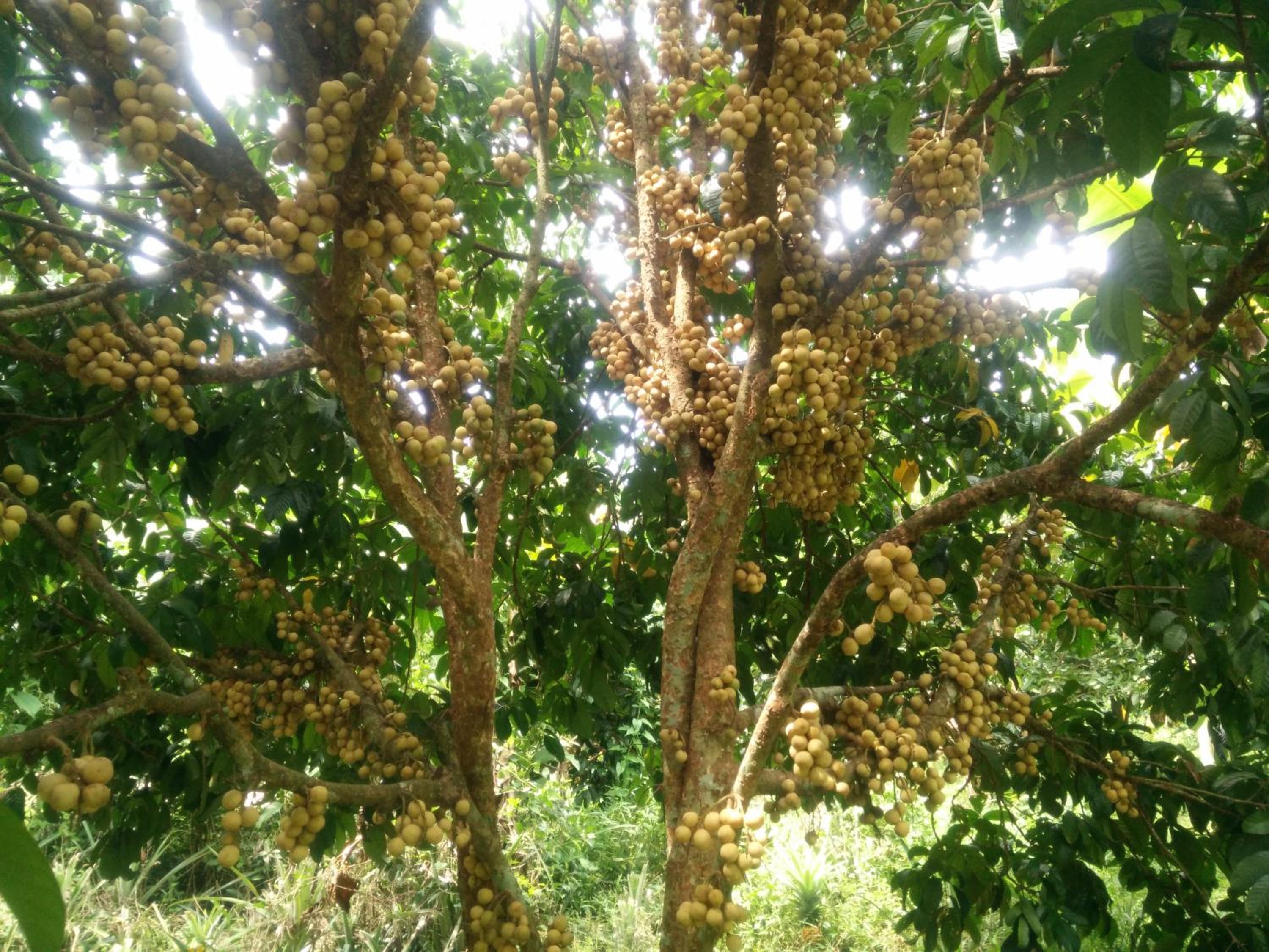 Deva Garden Resort