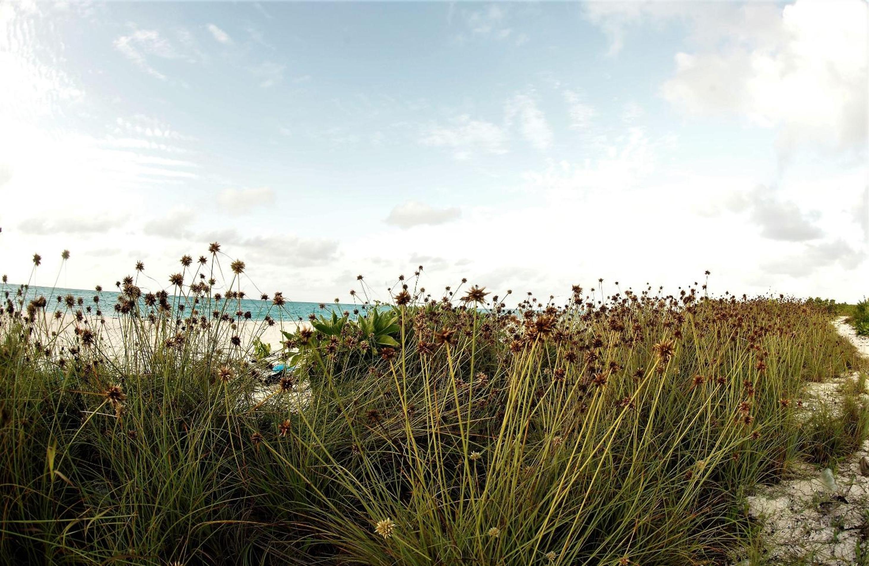 Photo 36
