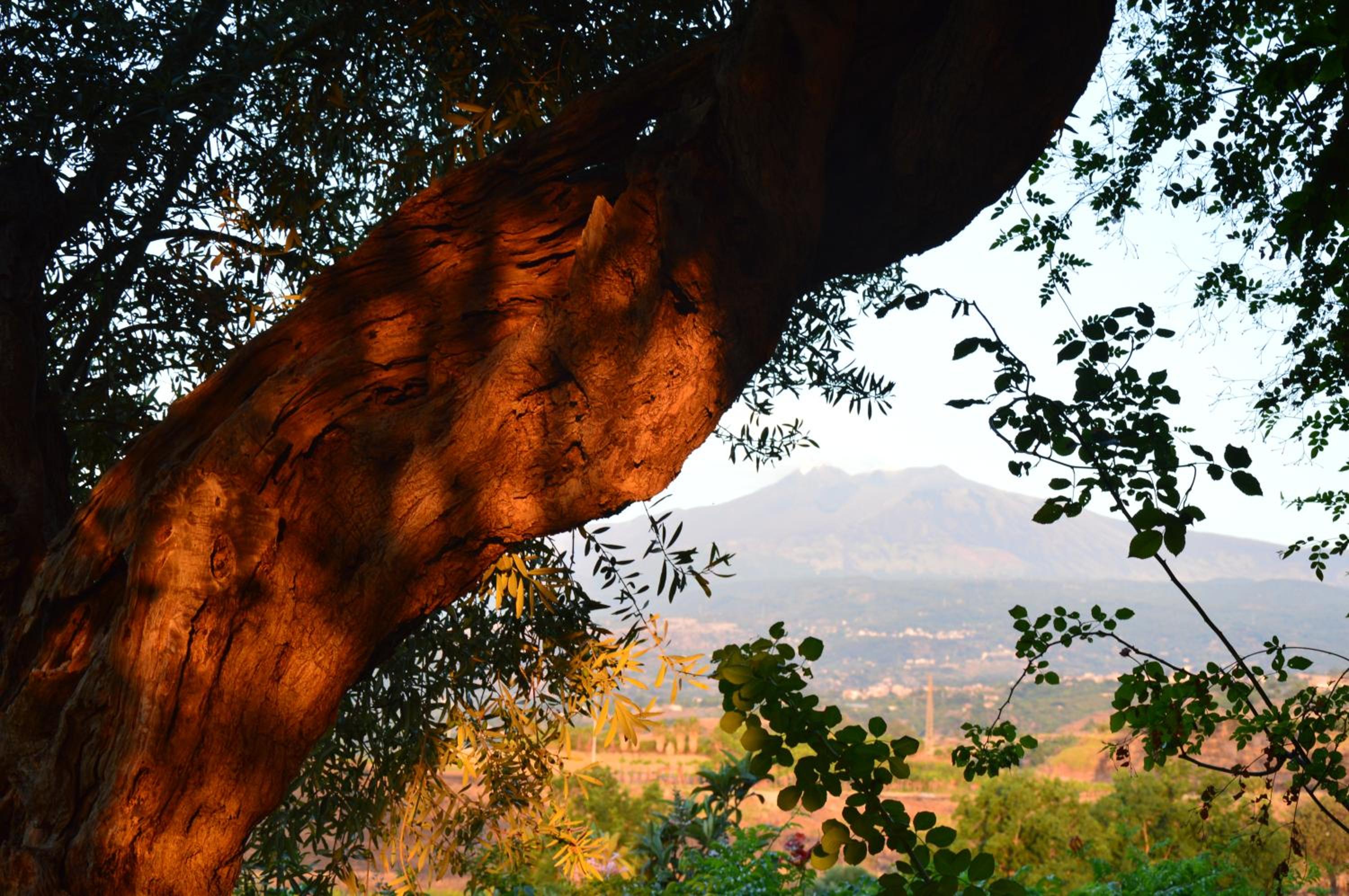 Antico Borgo Etneo Country Hotel