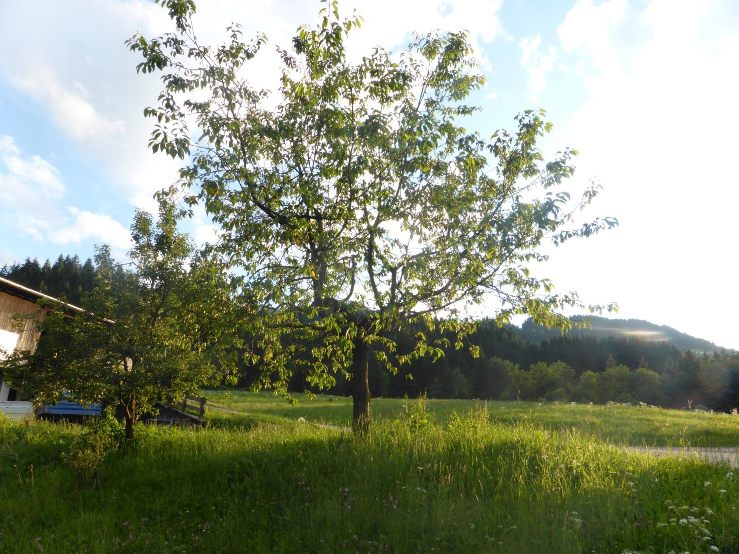 Schwaighof