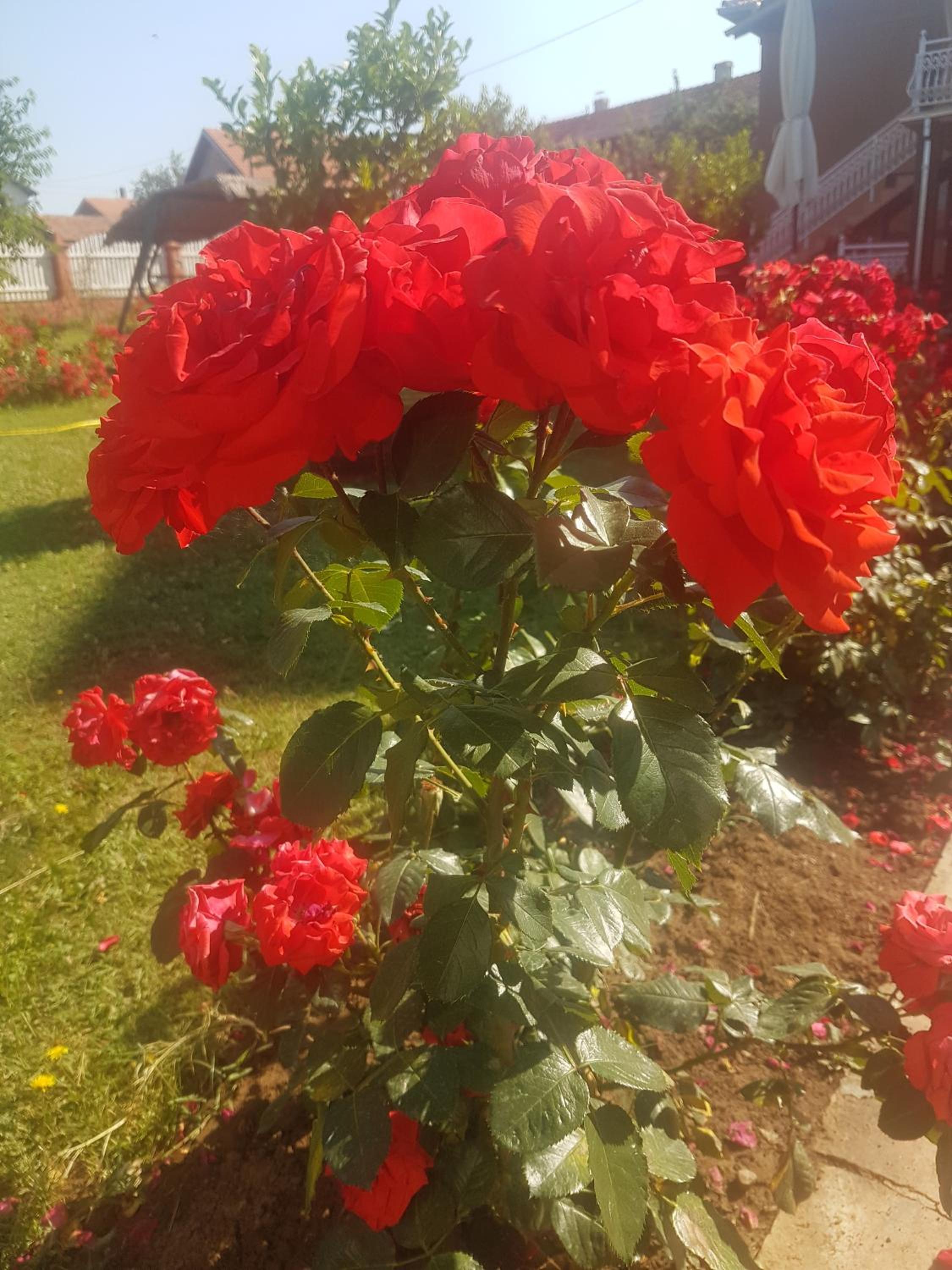 Photo 19