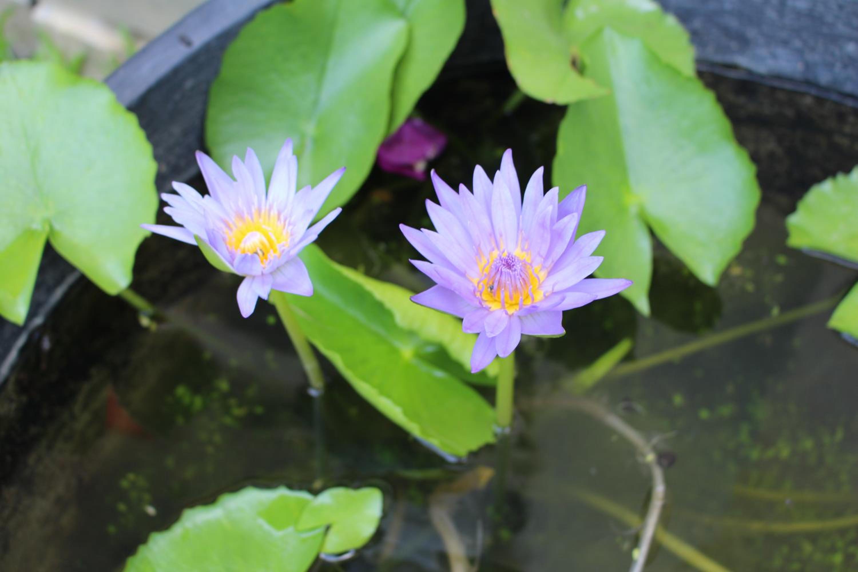 Phuc Thao Villa