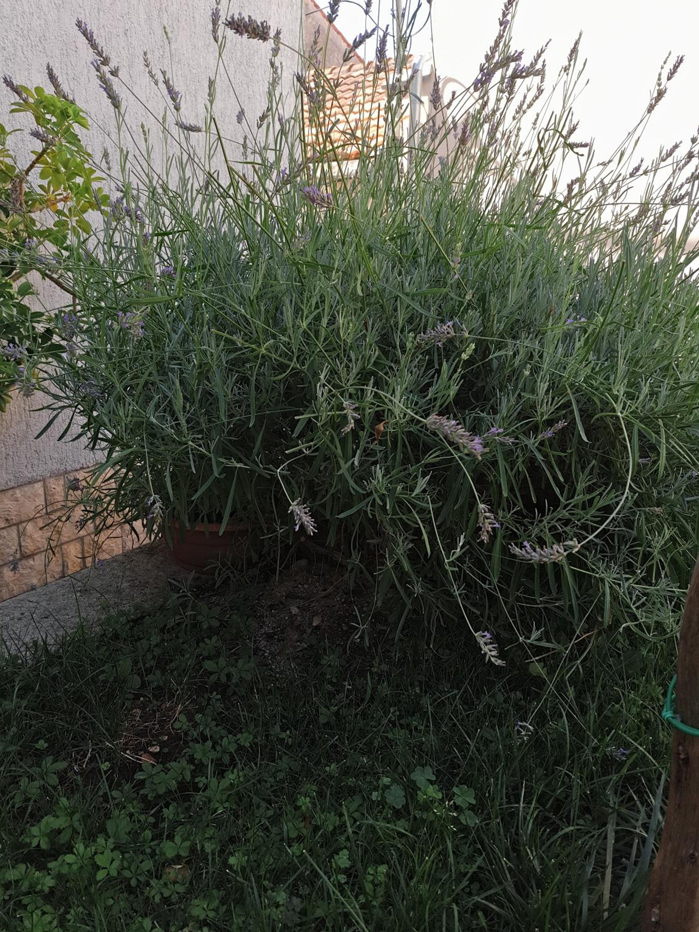 Lavanda