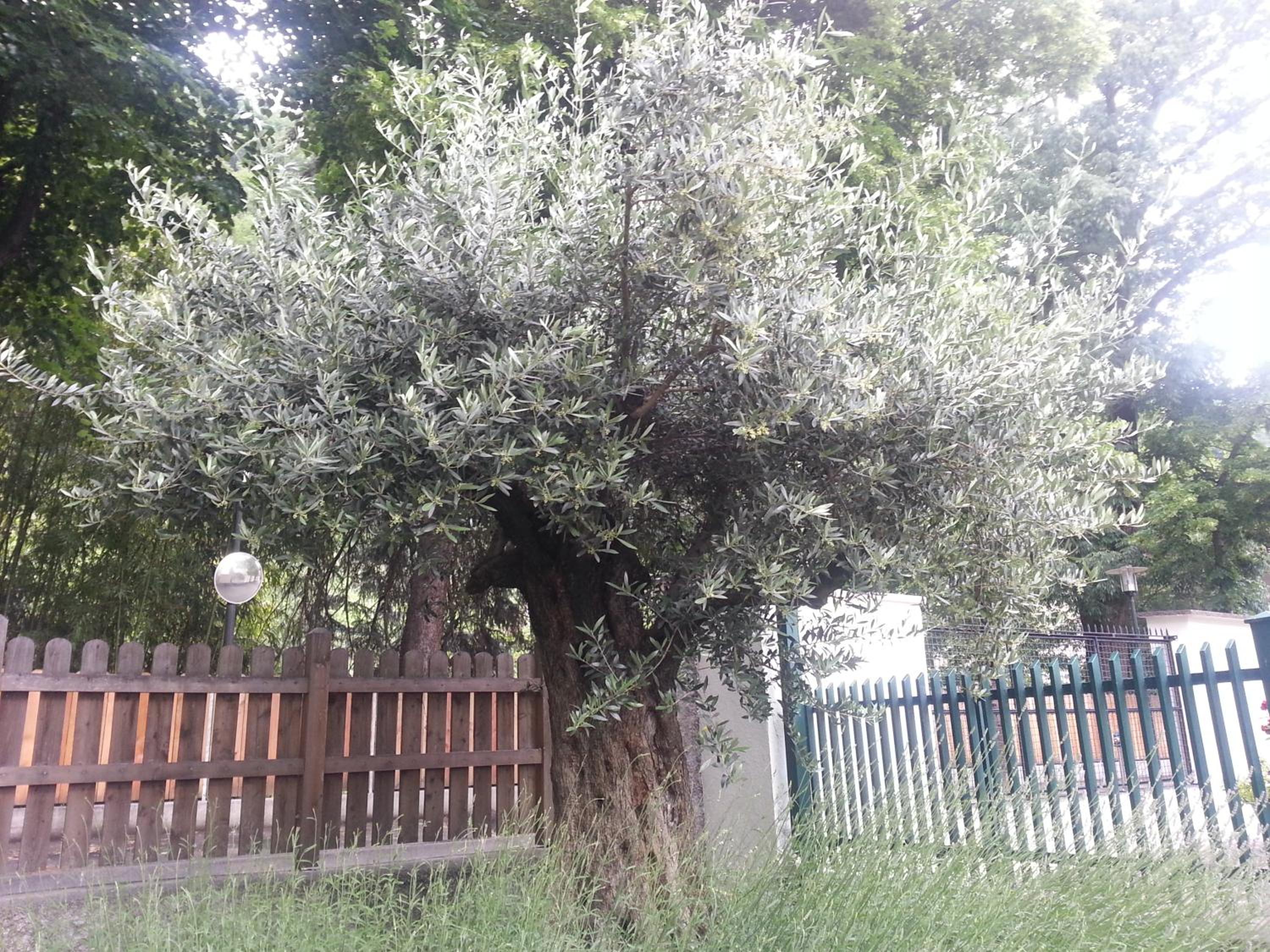 Photo 40