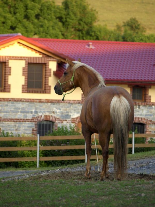 Ranc pod Rejvizem