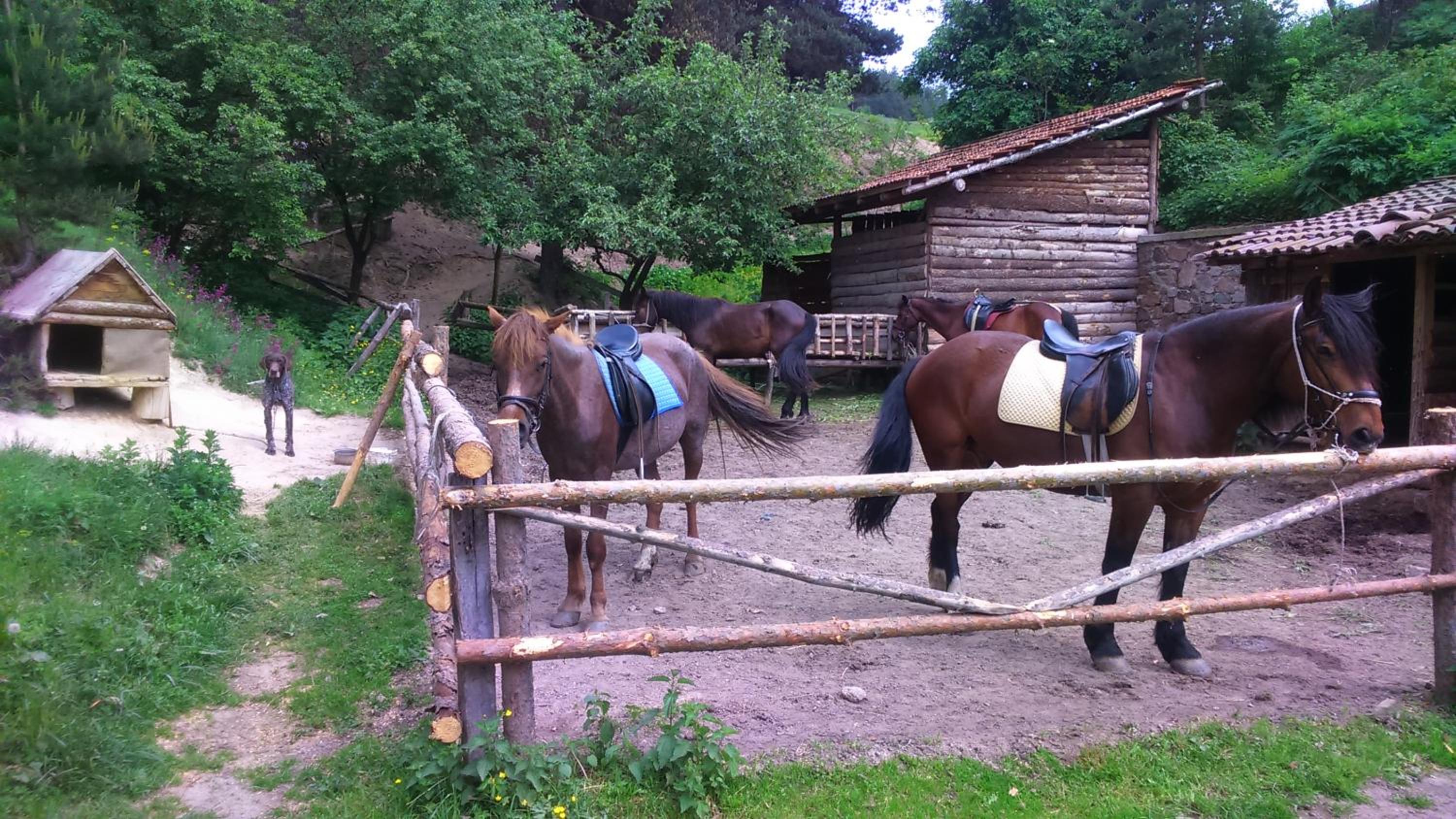 Dona Guest House - Horse Riding