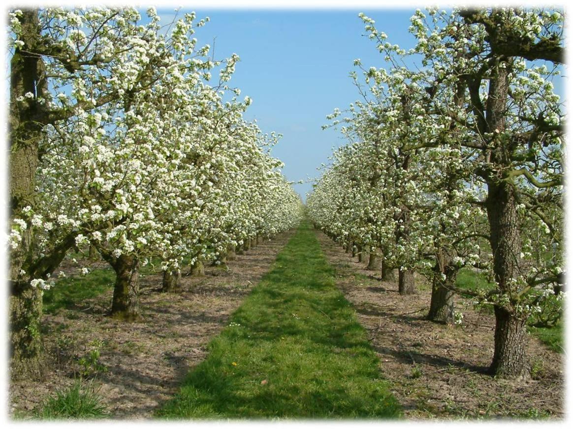 Fruitbedrijf Stek view 4