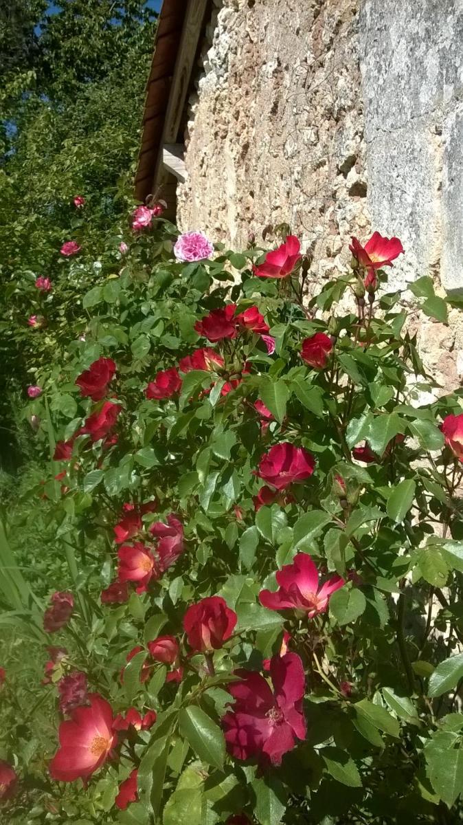 Photo 16