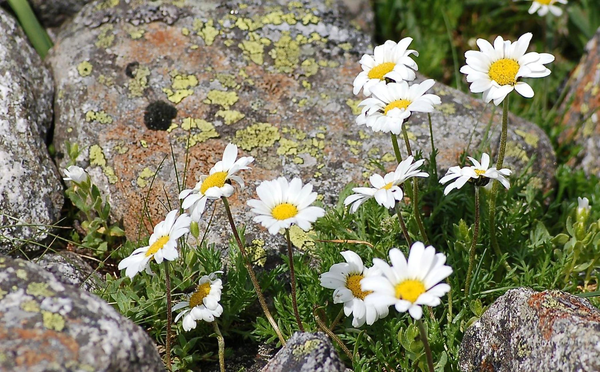 Bauernhof Oberscheffau