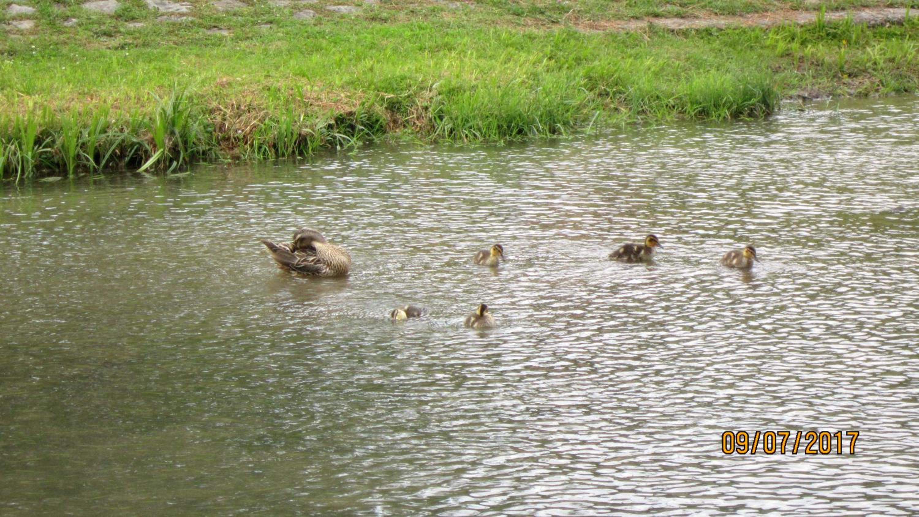 Photo 44