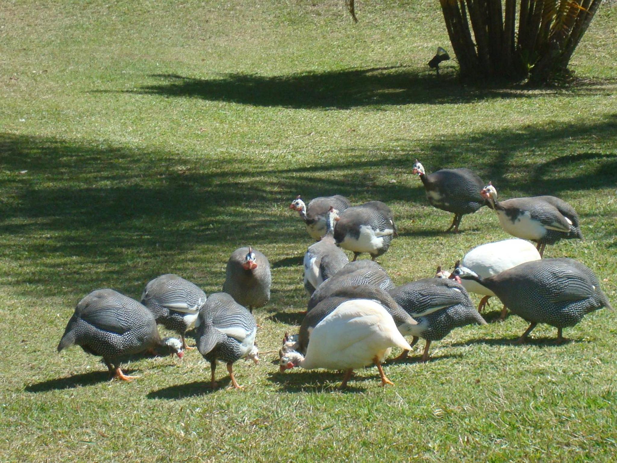 Fazenda Alvorada
