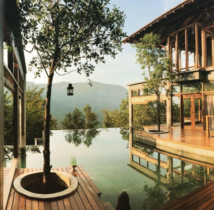 The Shorea