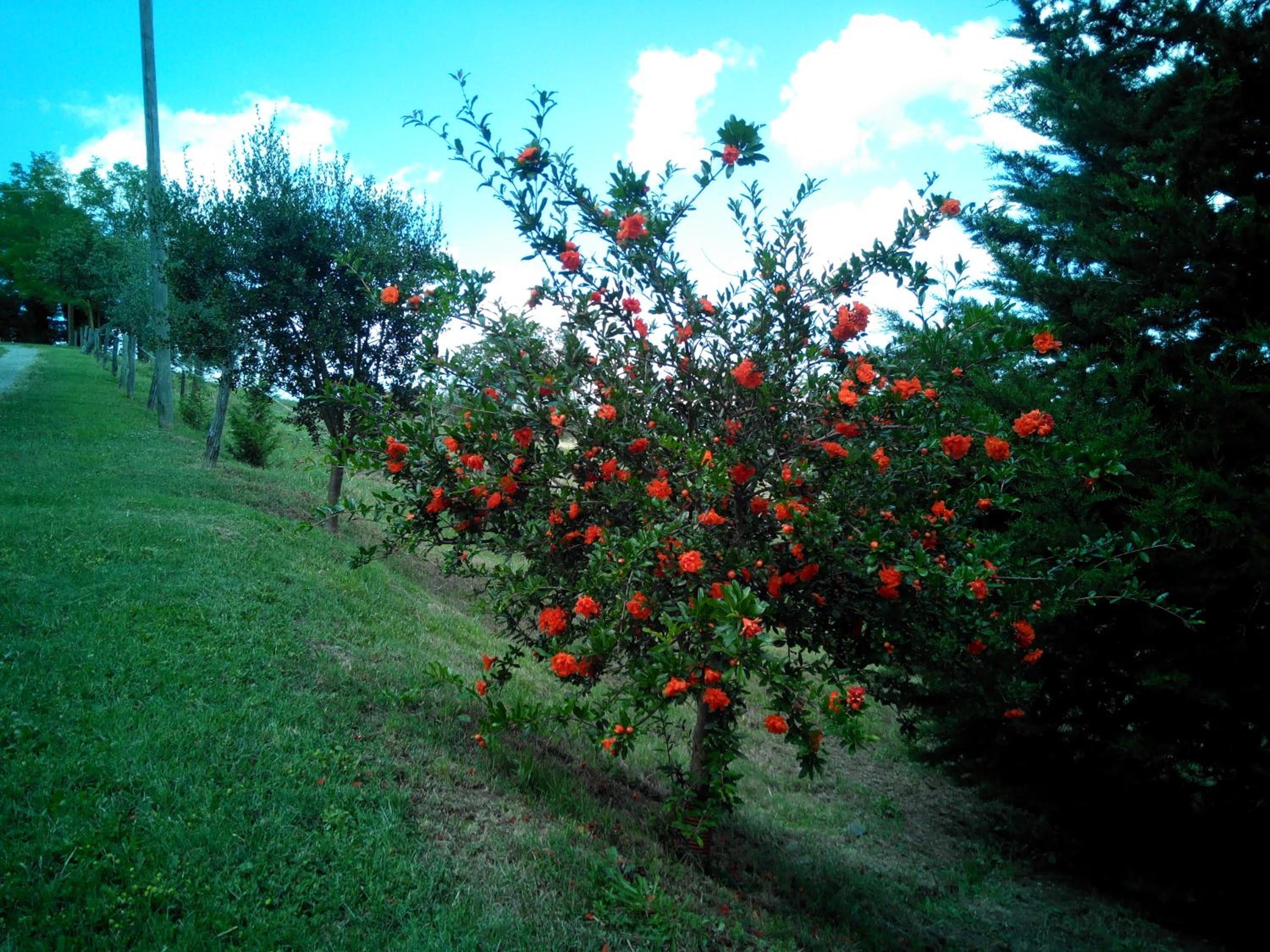 Agriturismo Collomici