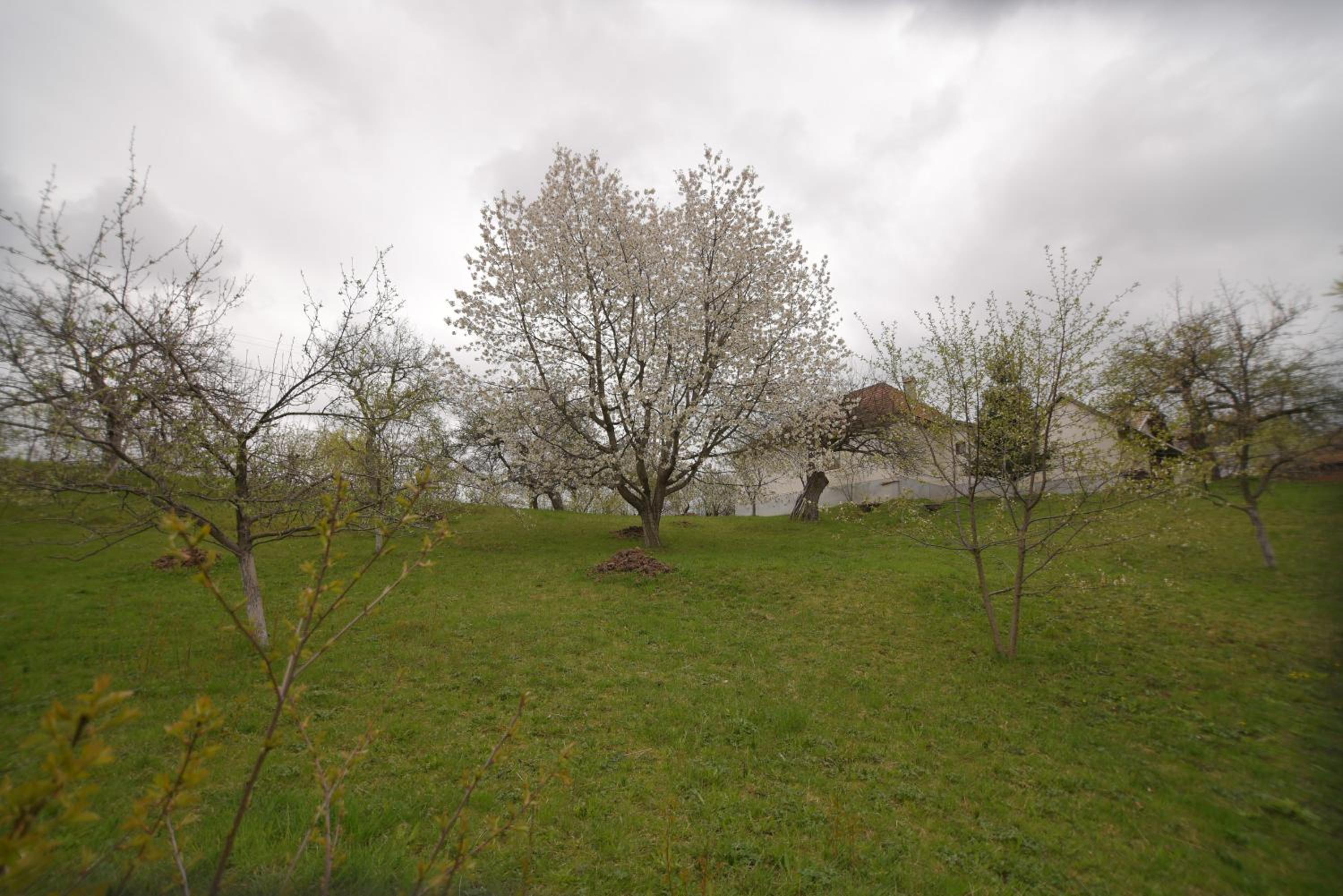 Photo 38