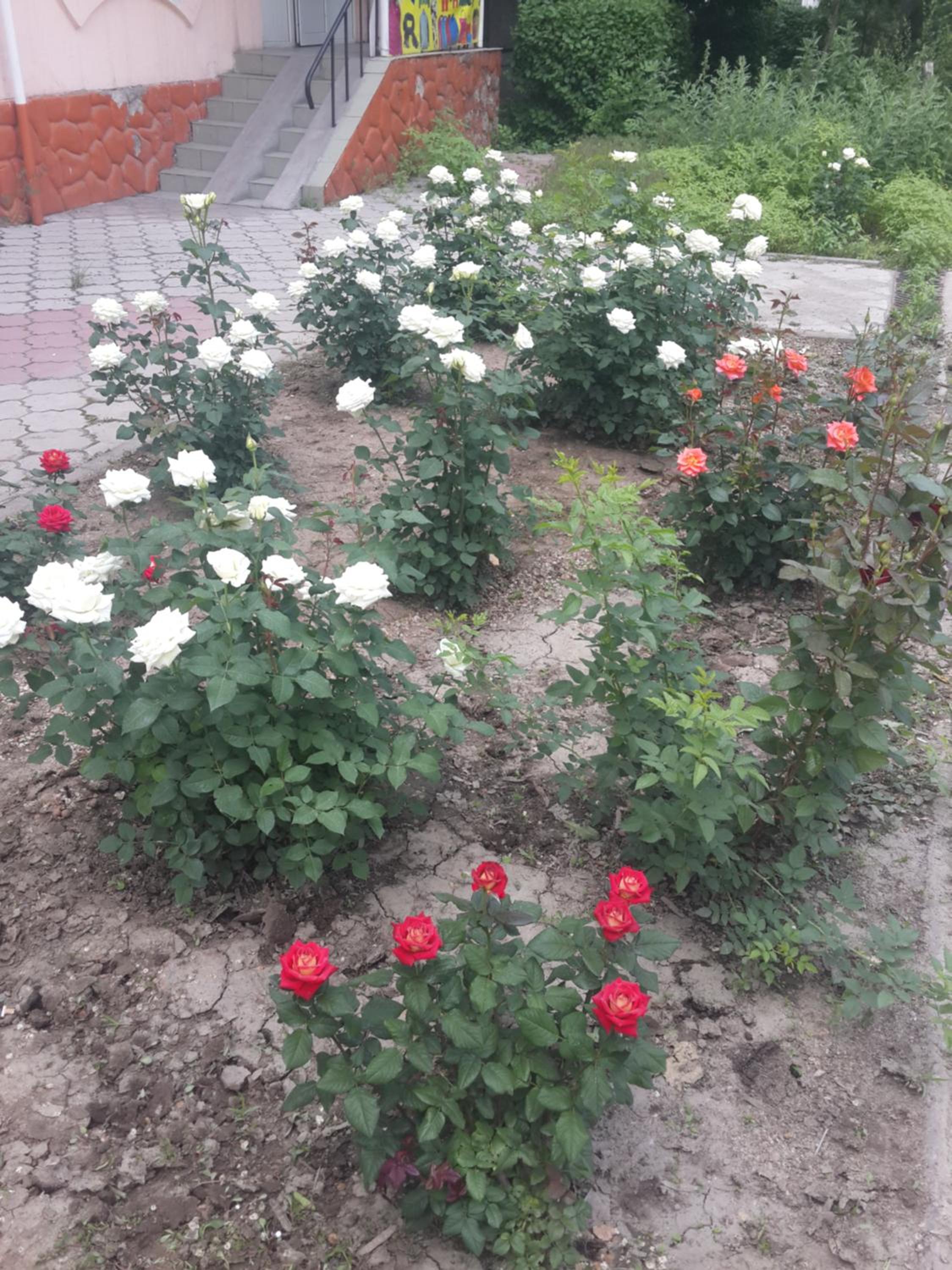 Photo 38