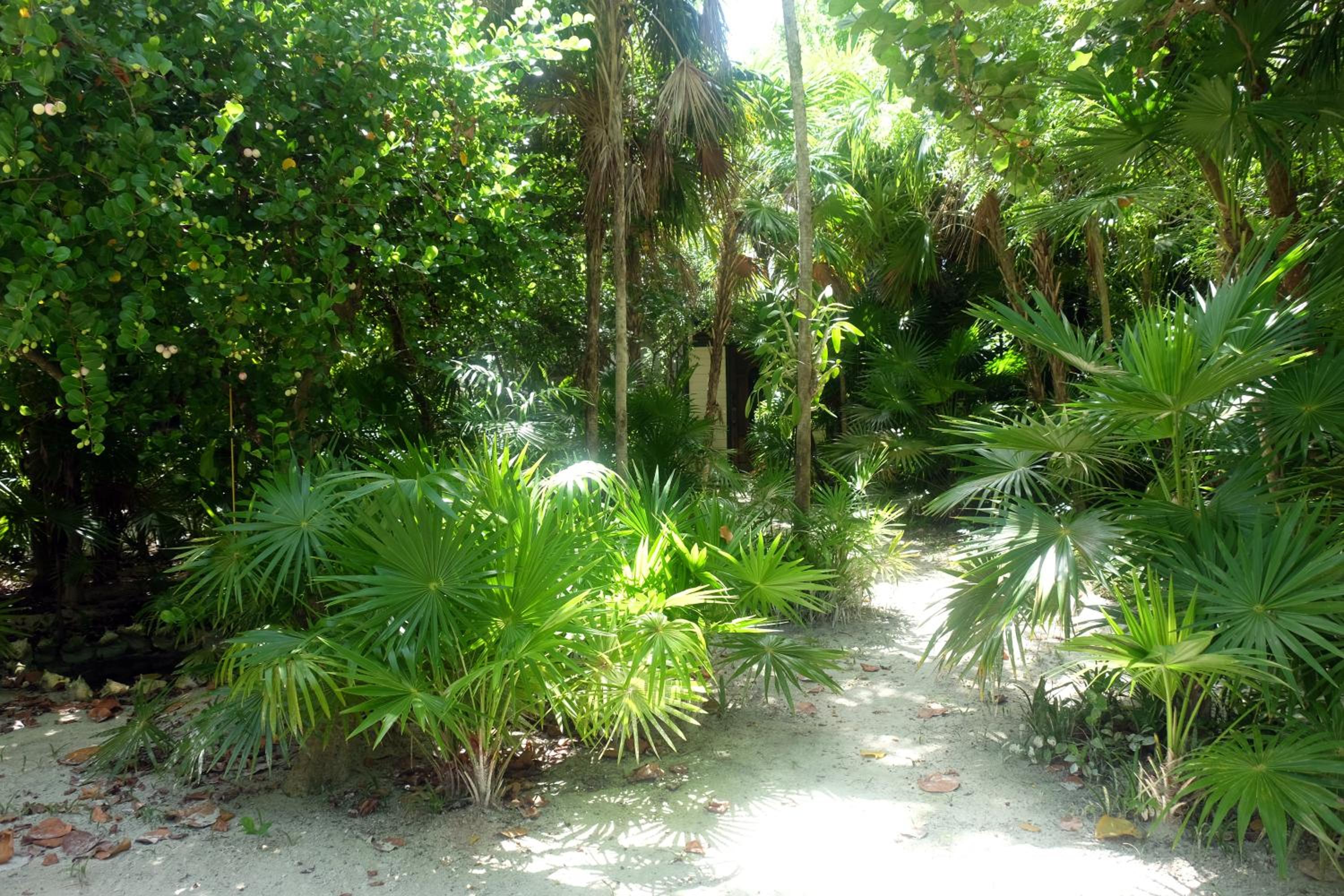 Jungle Cocoon