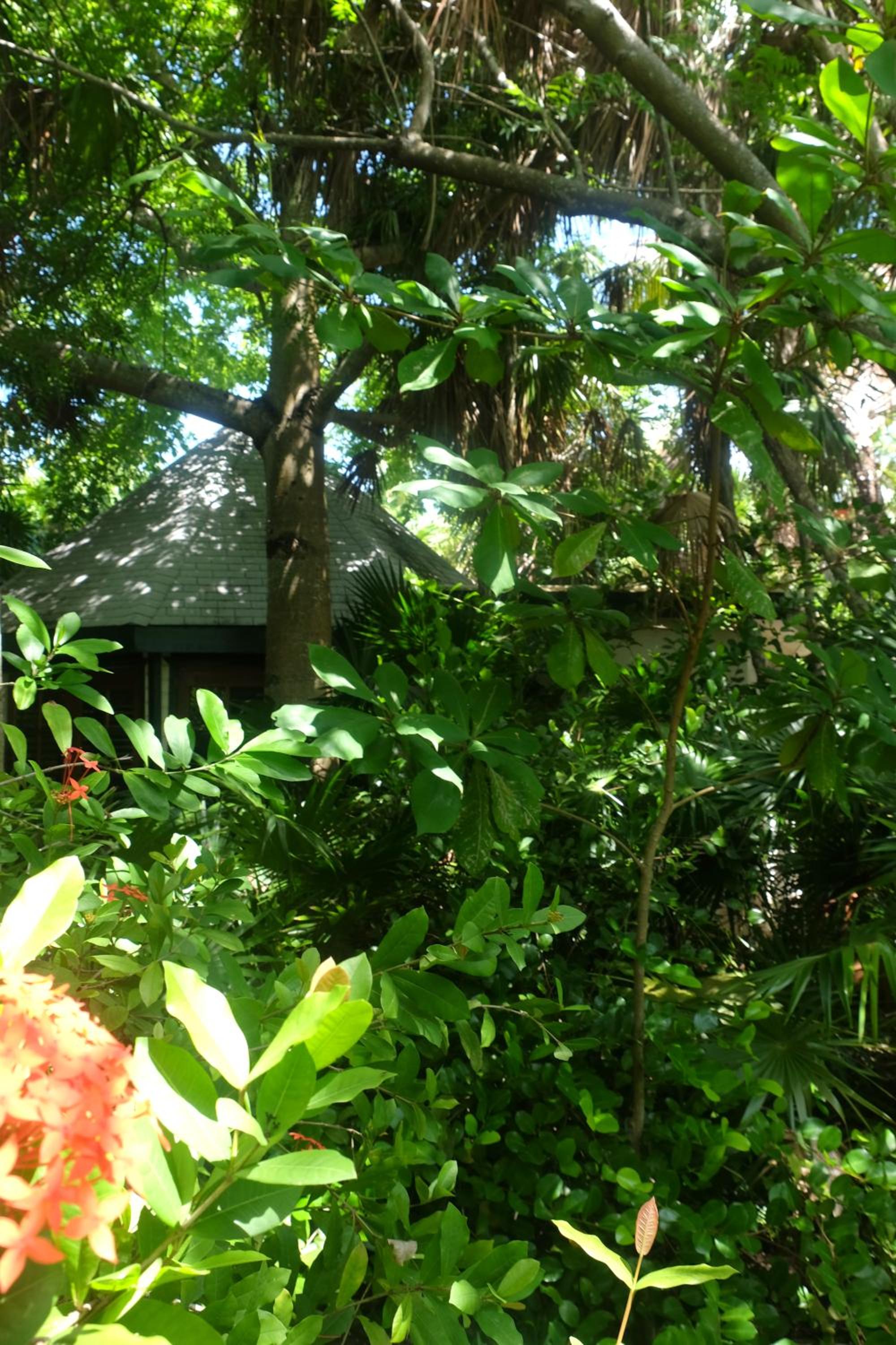 Jungle Cocoon
