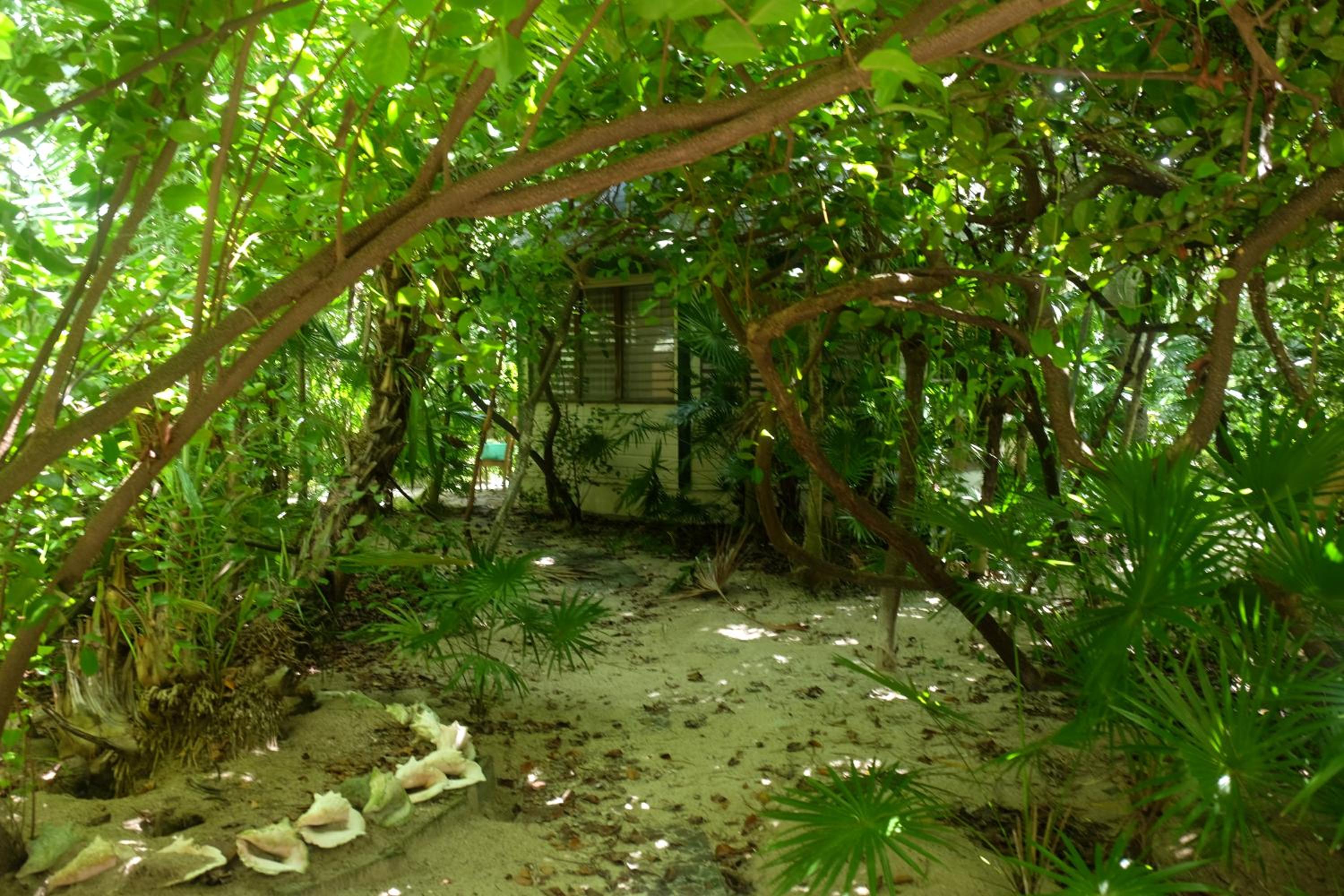 Jungle Cocoon