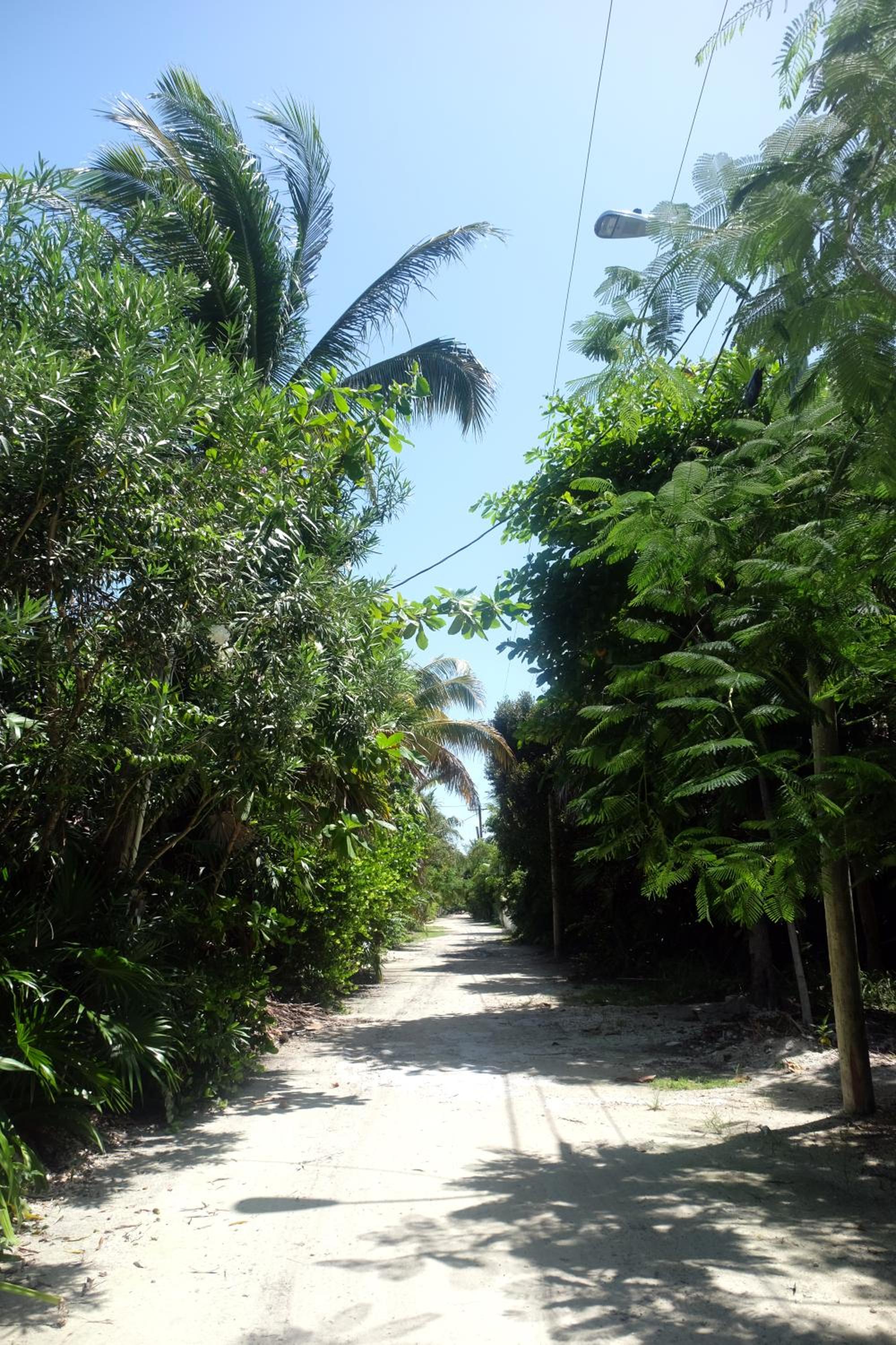 Jungle Cocoon