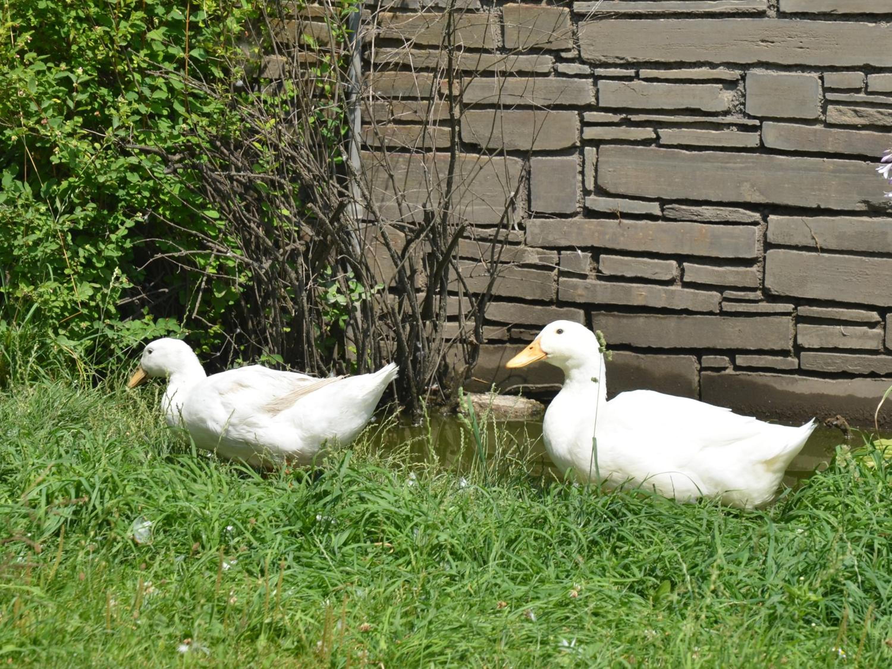 Binterhof Familie Mosser