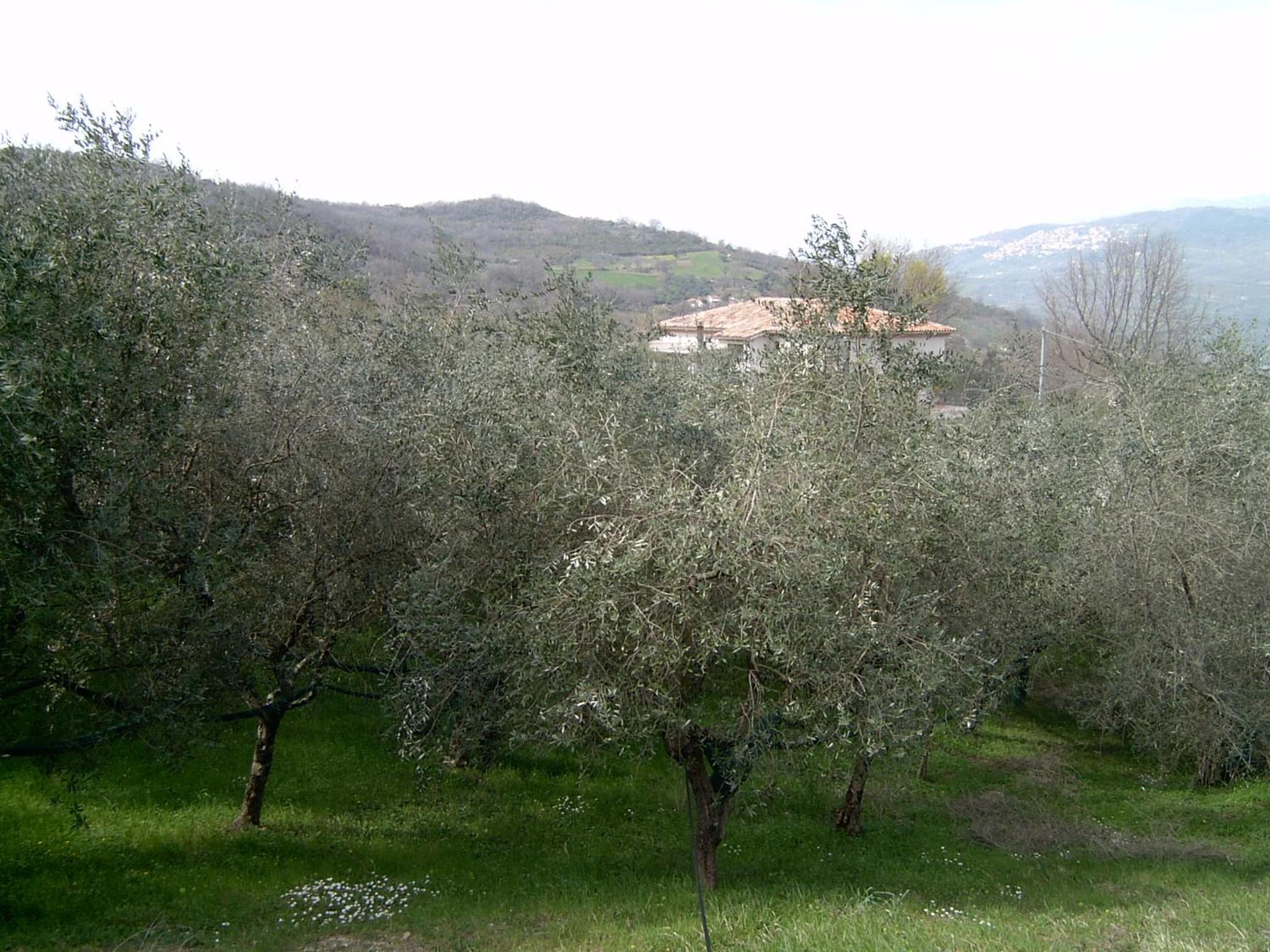 Agriturismo le Cammarose