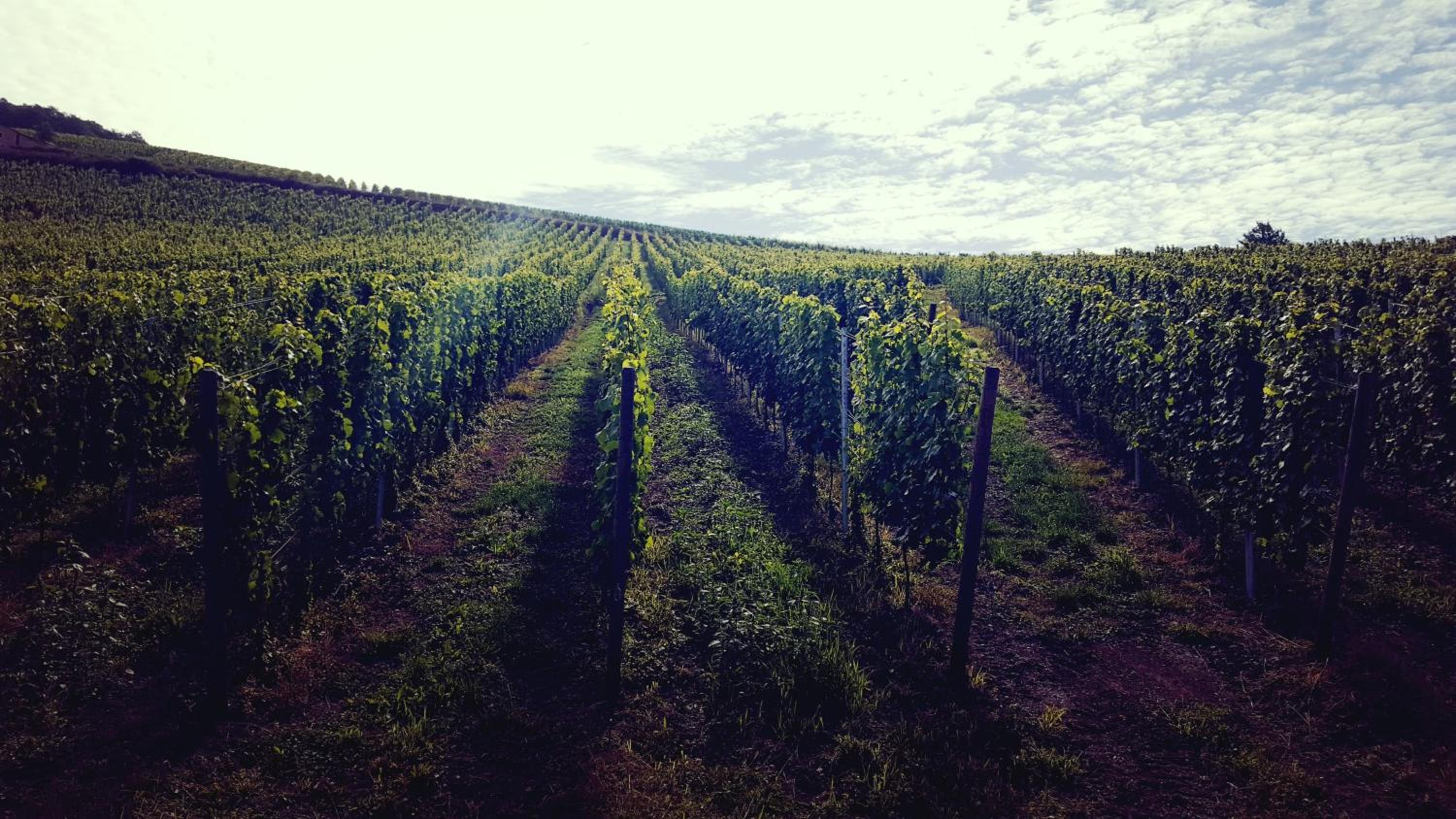 Zur alten Rebe Ferienhaus und Weingut