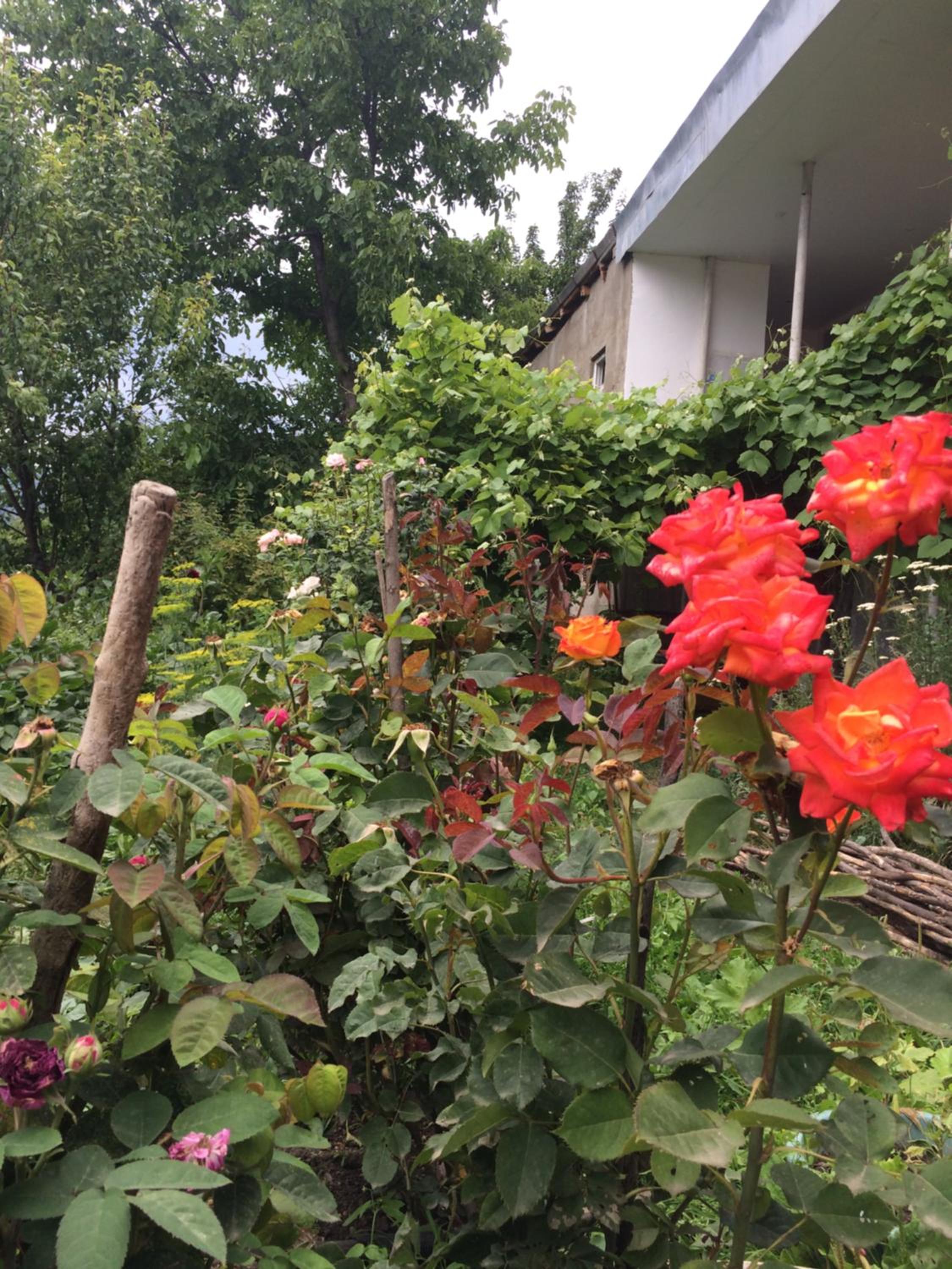 Anush`s B&B