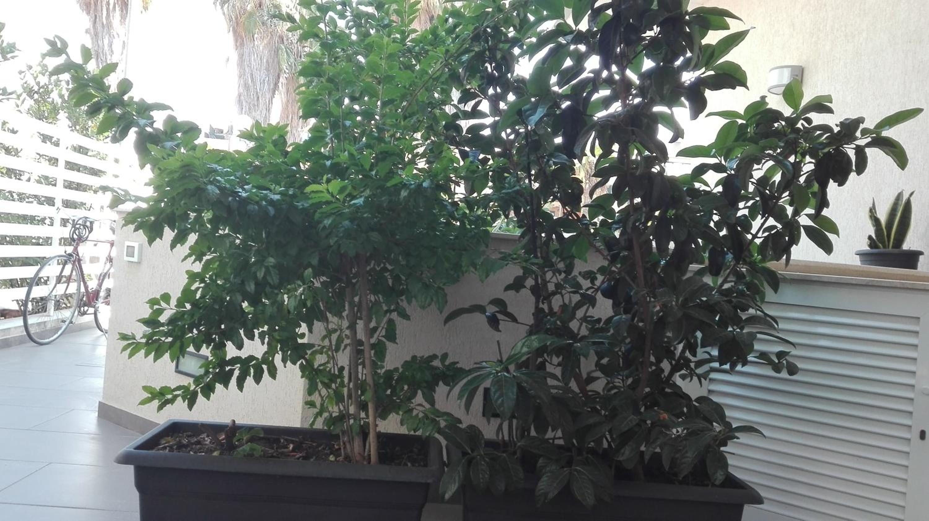 La Casa Bianca photo 3