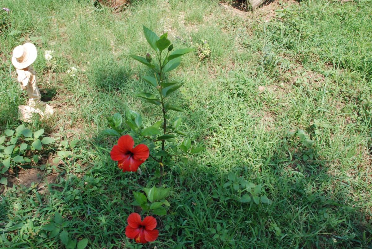 garden