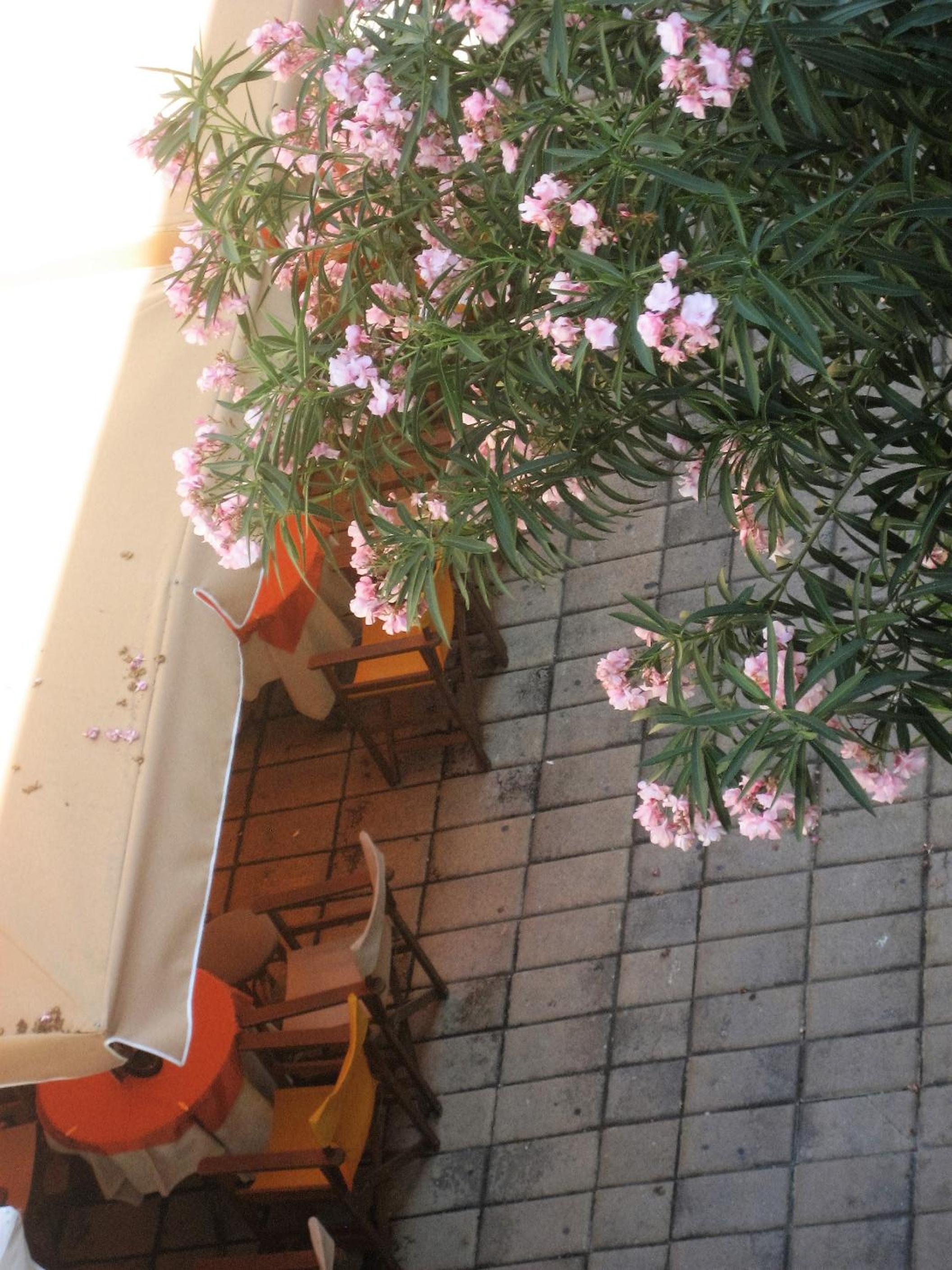 Photo 37