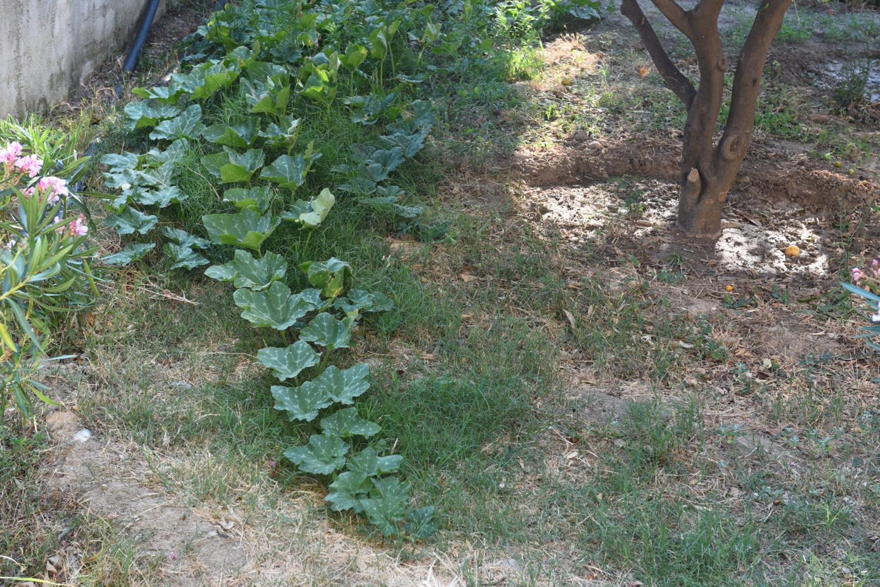 Photo 62