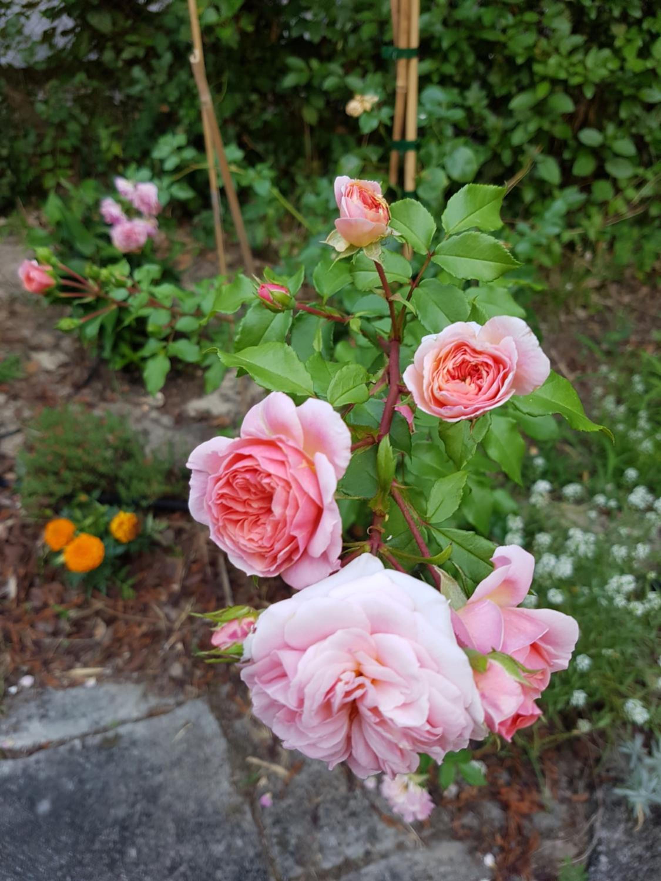 Photo 44
